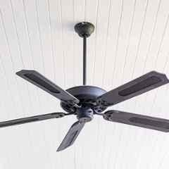 Fans